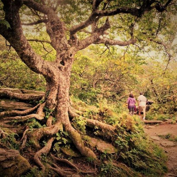 Guided Hike along the Blue Ridge Parkway near Asheville NC