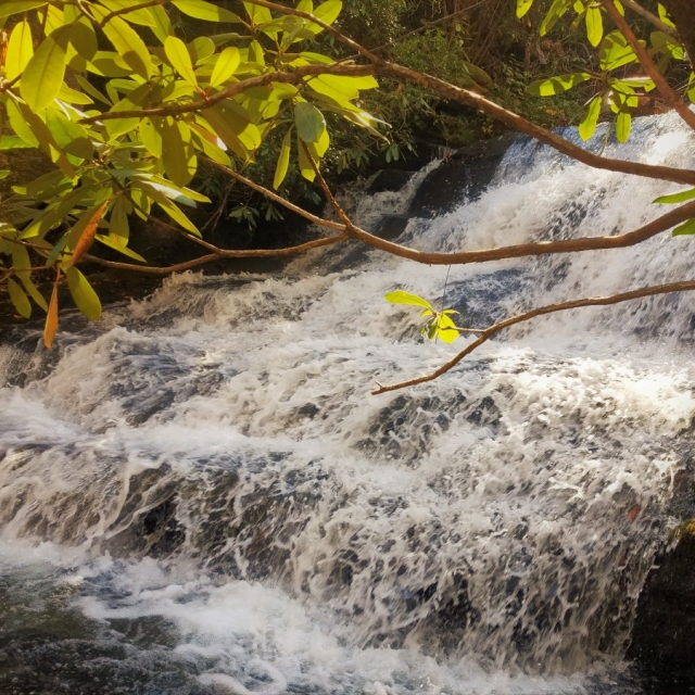 asheville hiking tours