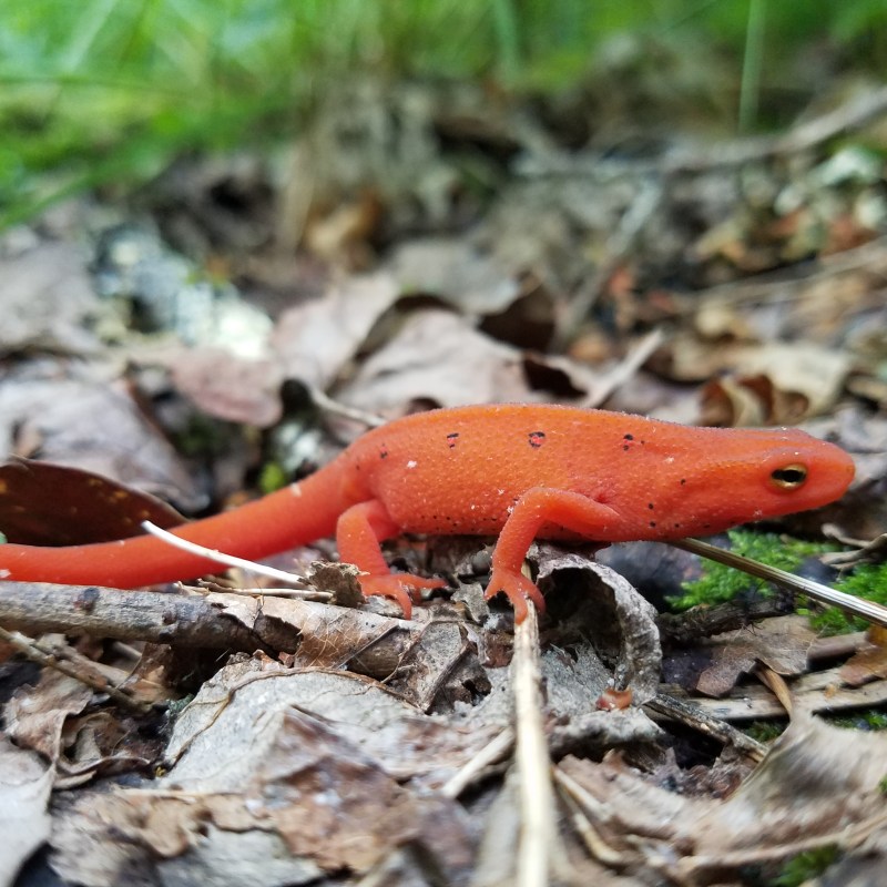 Appalachian wildlife on our Waterfall Tours