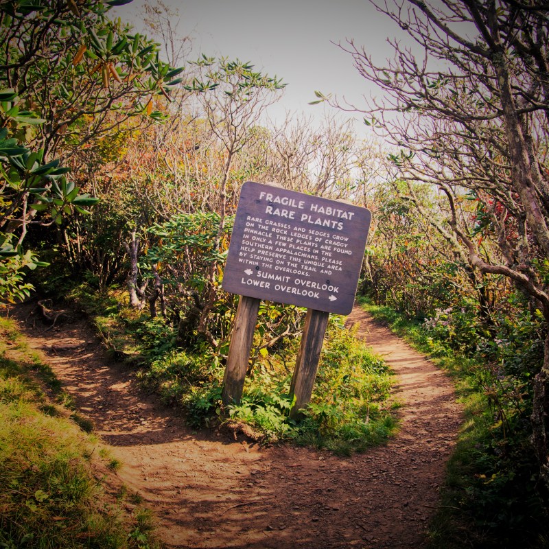 Asheville Hike through Heath Forest