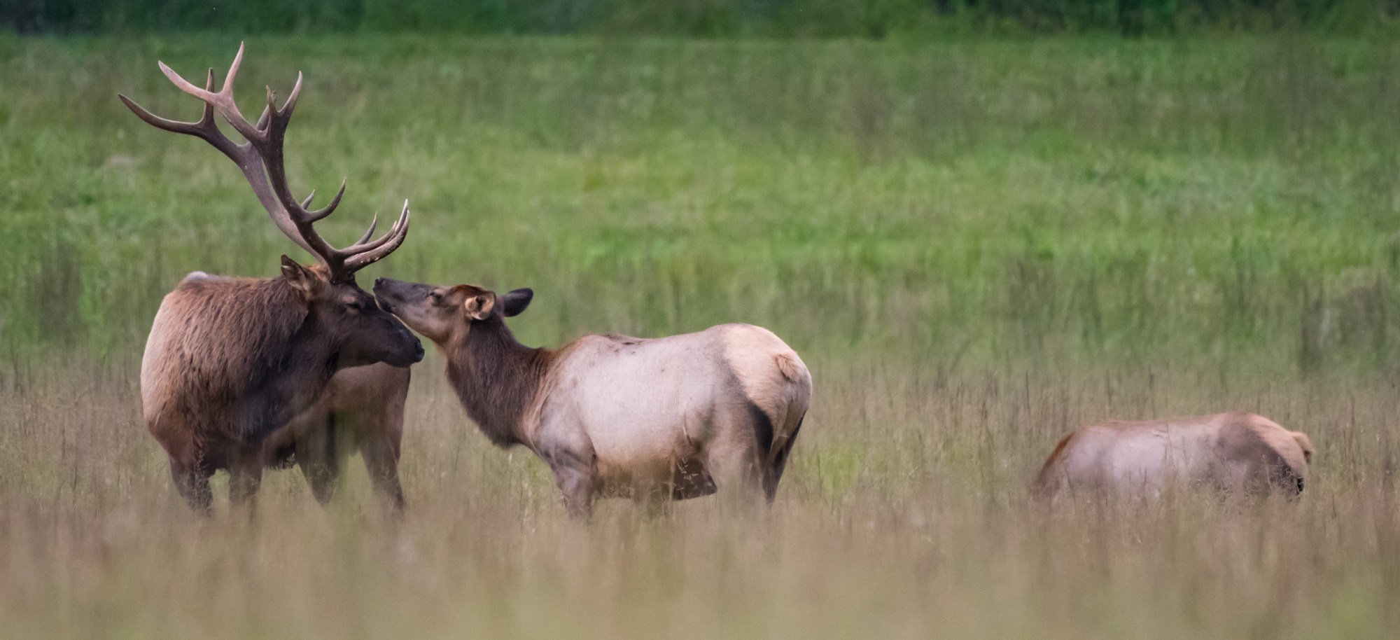 Bull and Cow Elk Nuzzle Panorama Bull and Cow Elk Nuzzle Panorama