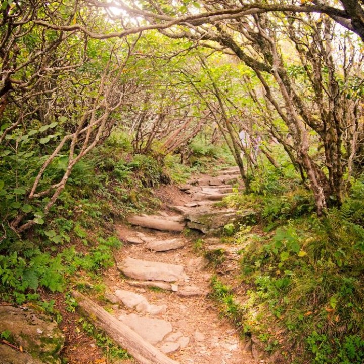Majestic Appalachian trail near Asheville NC