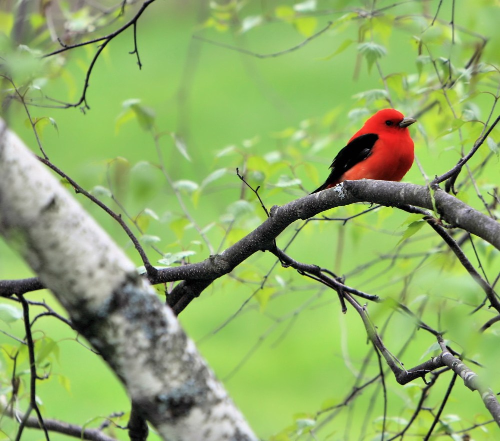 Scarlet Tannager bird of Appalachian Mountains, Blue Ridge