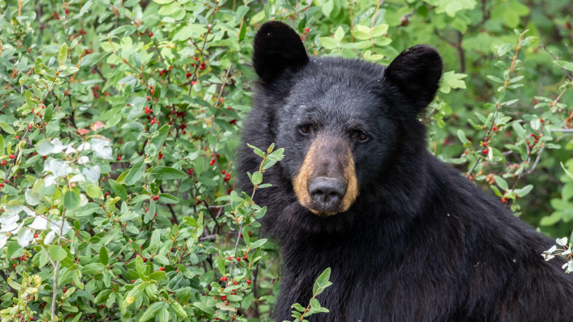 Black Bear a bear that is standing in the grass