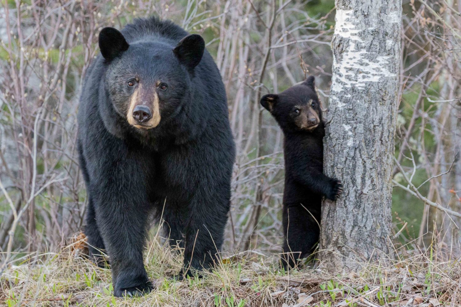 a bear that is standing in the grass