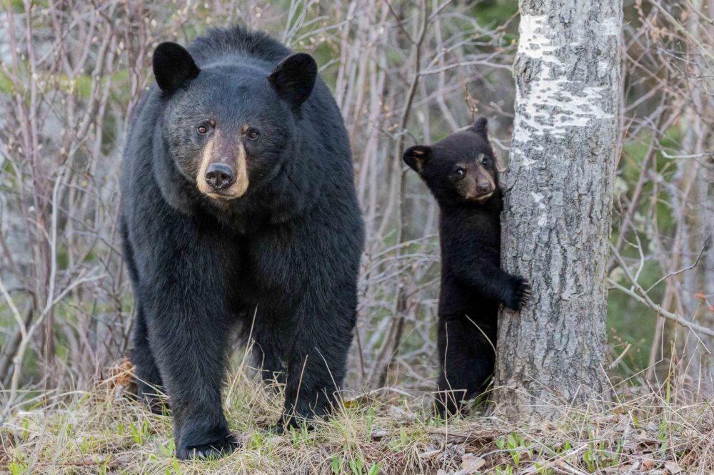 a bear that is standing in the grass
