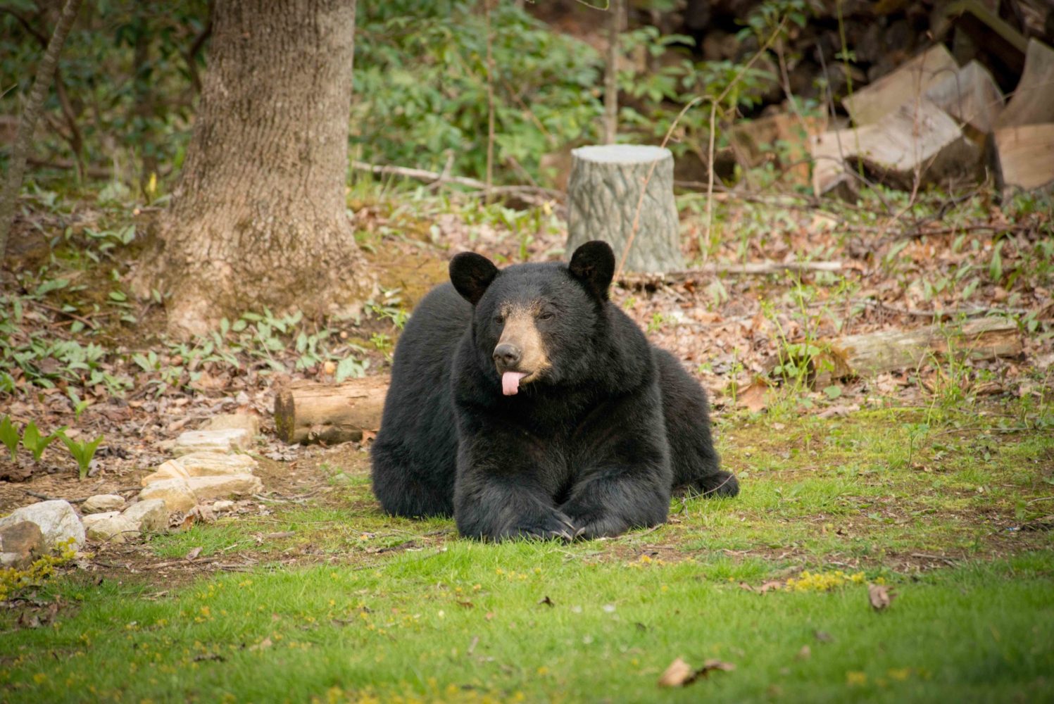 a brown bear sitting on top of a grass covered field