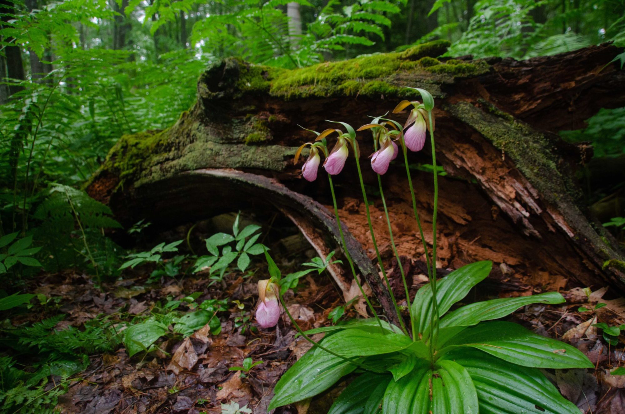 Pink Lady’s Slipper Flowers in a deciduous forest a close up of a rock next to a forest