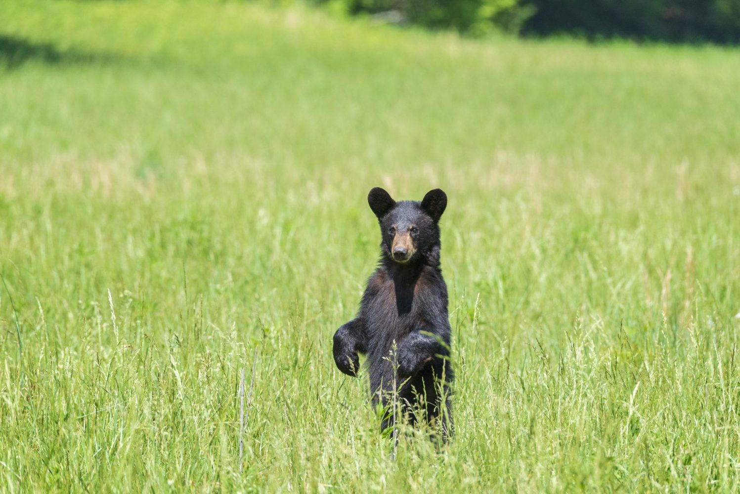 a brown bear walking across a grass covered field