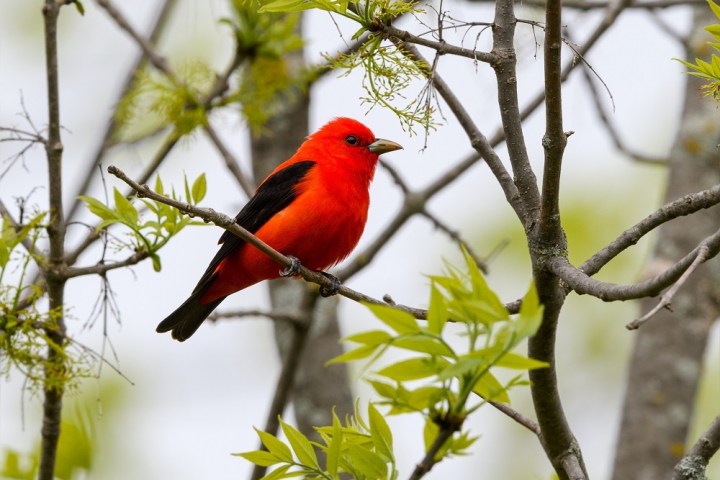 a colorful bird perched on a tree branch