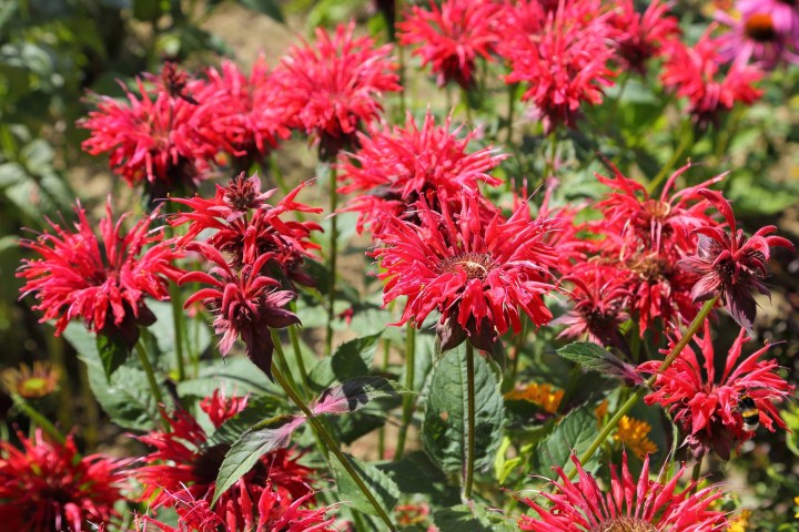 a pink flower on a plant
