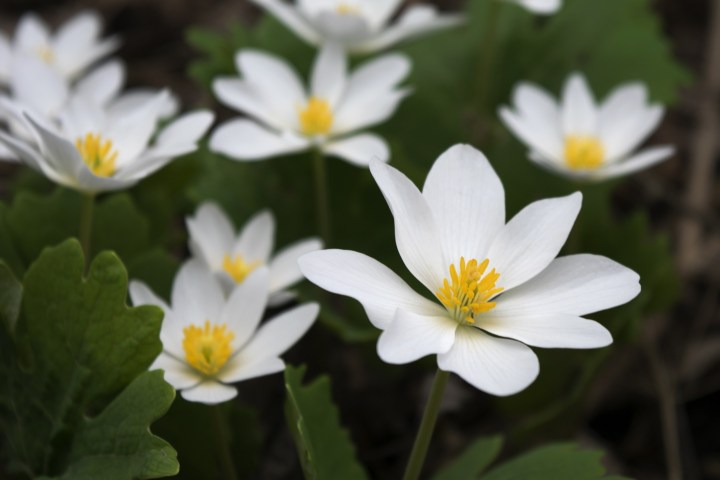 a close up of a flower