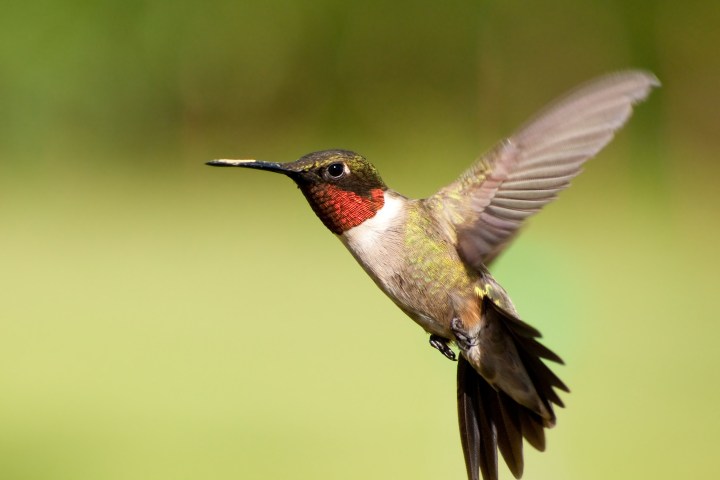 a hummingbird flying in the sky