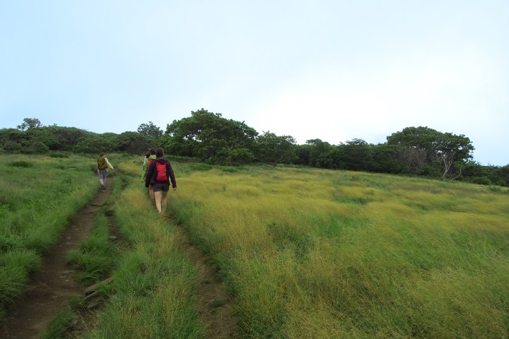 a person standing on a lush green field