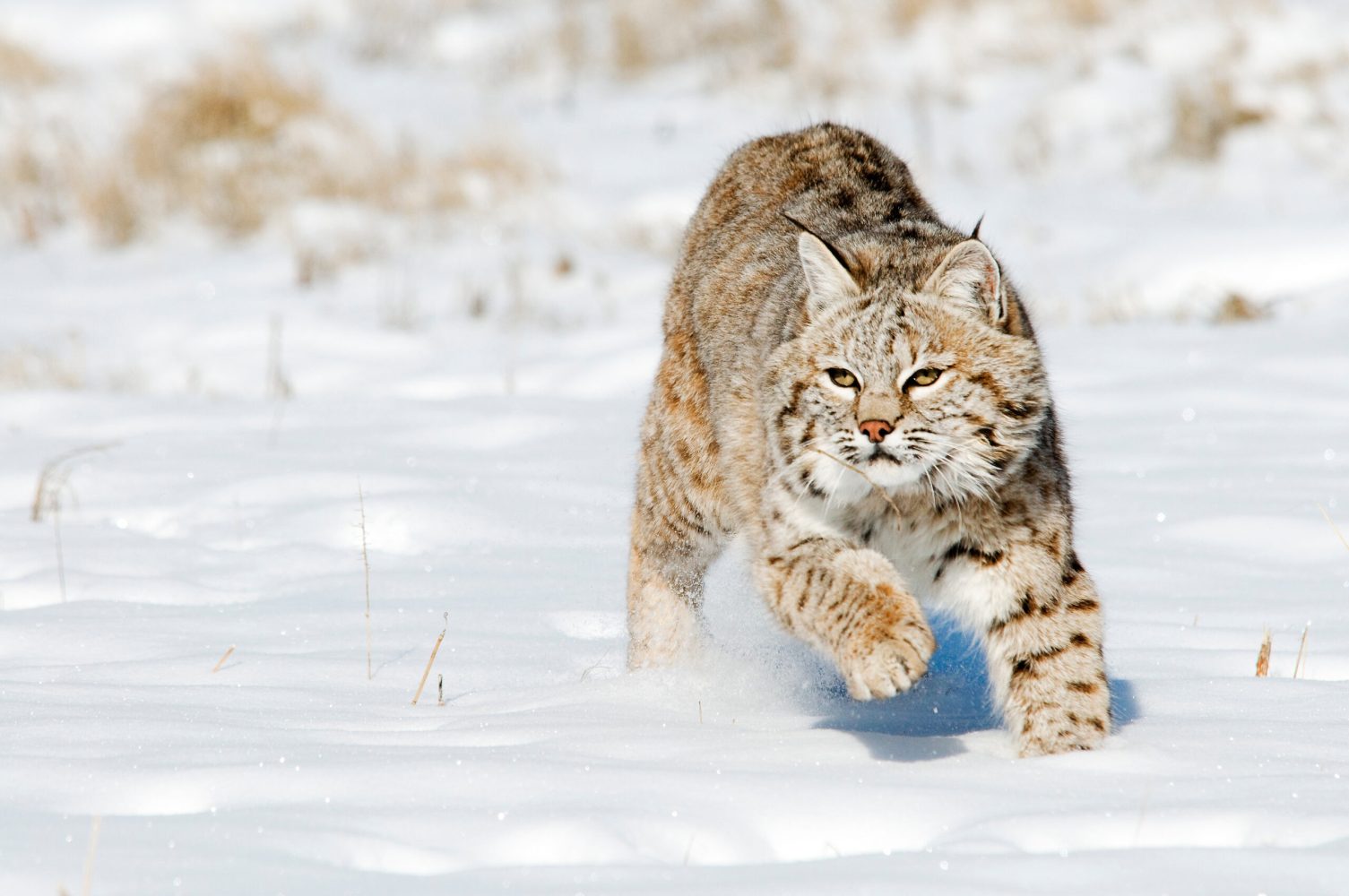 Bobcat in winter