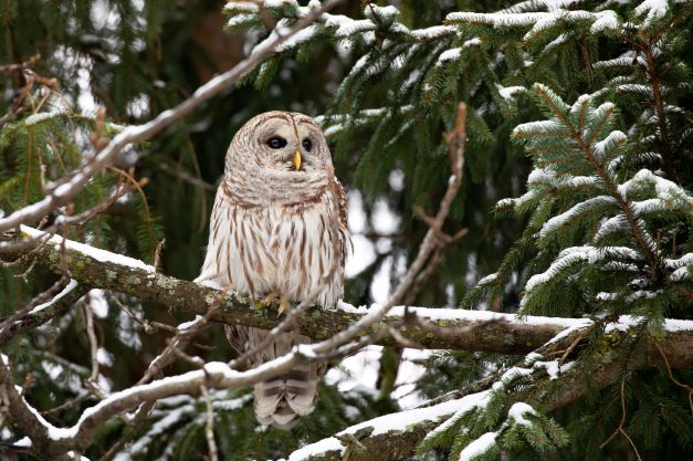 An owl perched on a tree branch