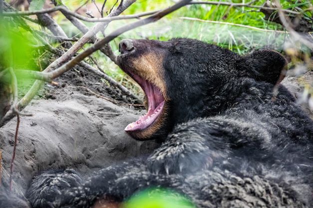 Bear laying down and yawning