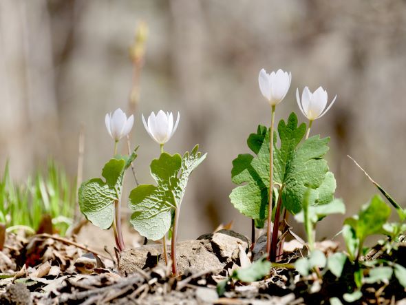 Springtime ephemeral flowers