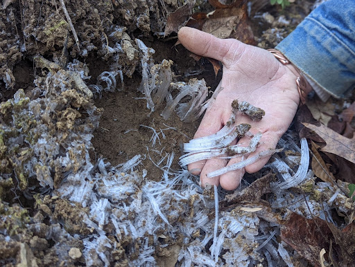 A person holding ice ribbons, formed on a trail near Asheville, NC