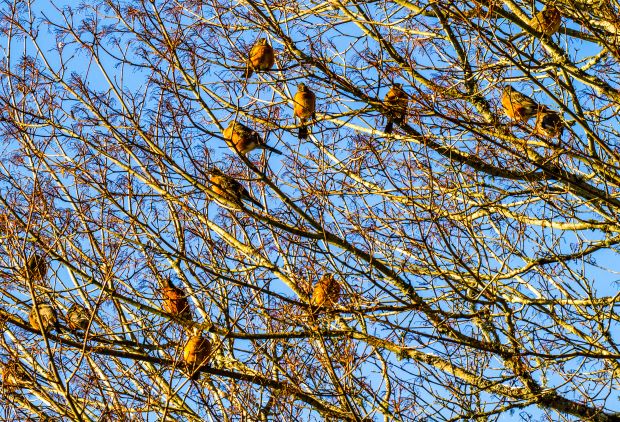 Birds in a tree puffed up.