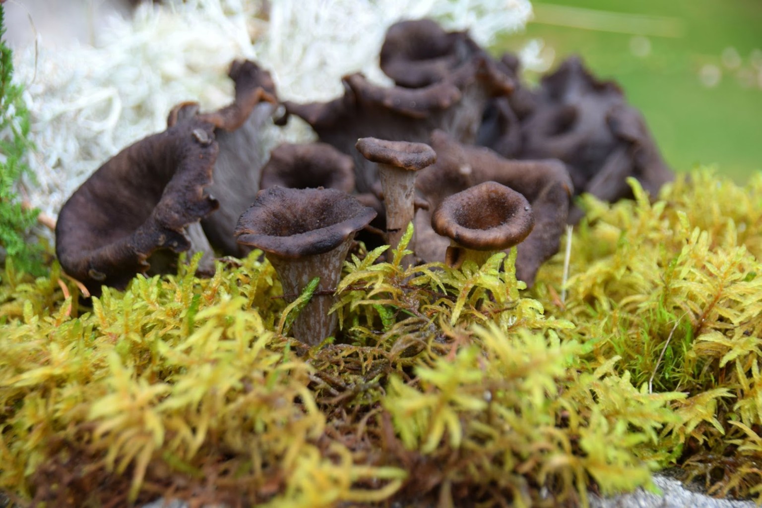 Black Trumpets