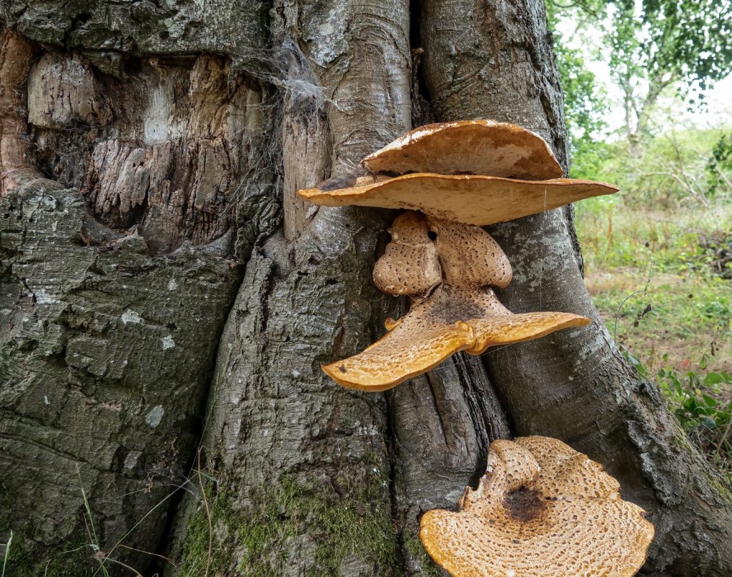 Dryad's Saddle