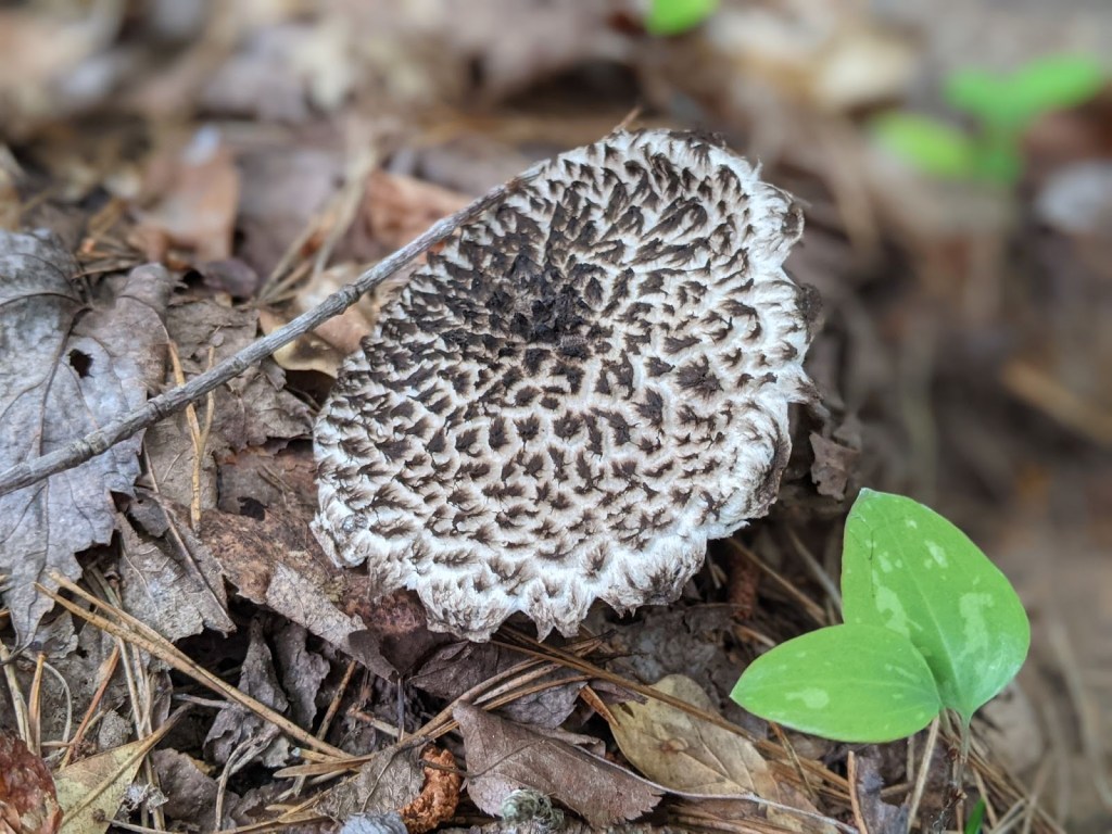 Old Man of the Woods