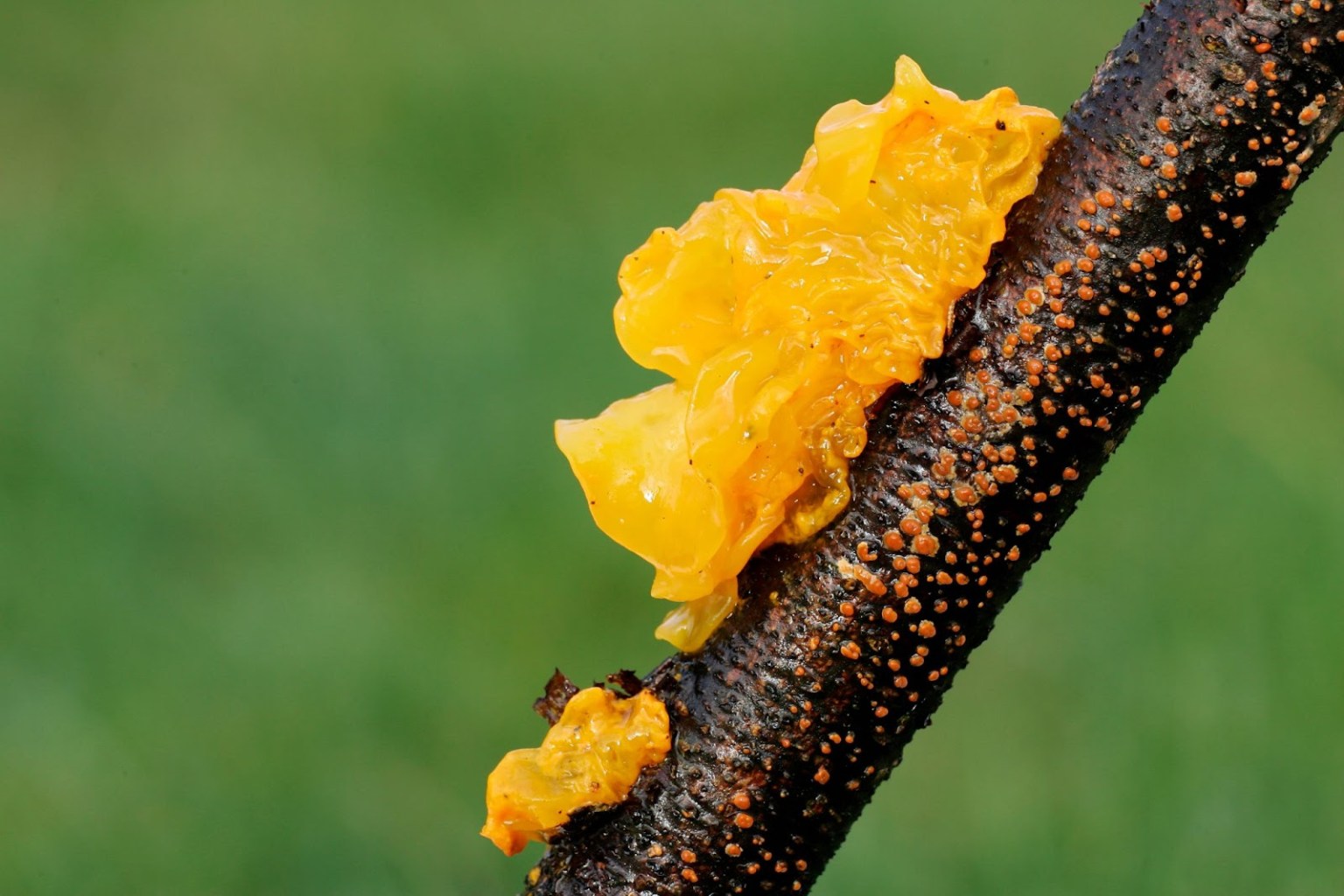 Witches' Butter