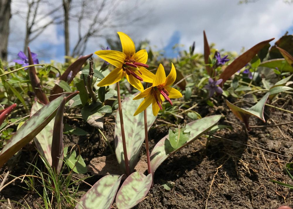 a close up of a flower