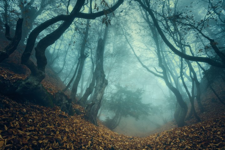 a tree in a forest