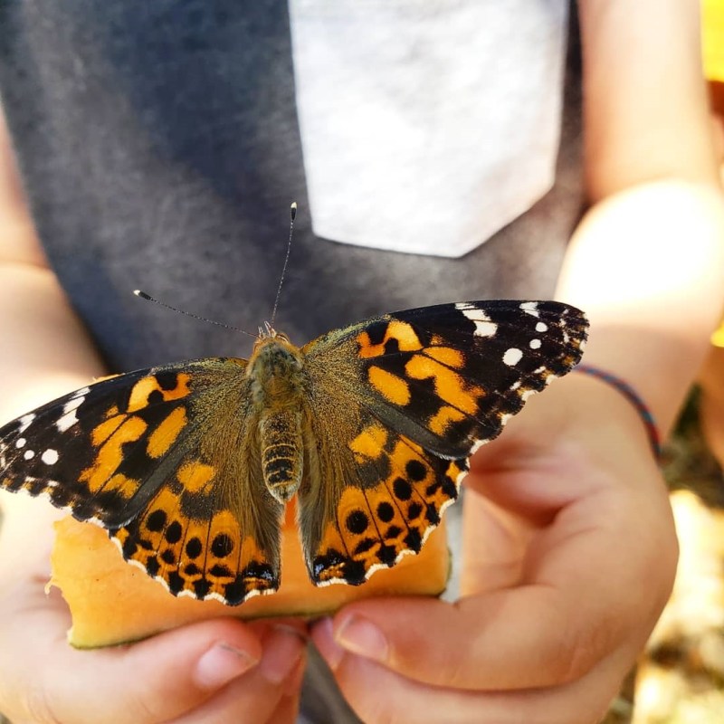 a hand holding a flower