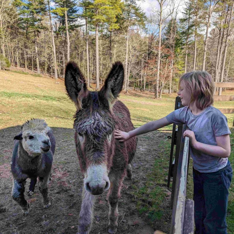 a person feeding a baby horse standing next to a fence